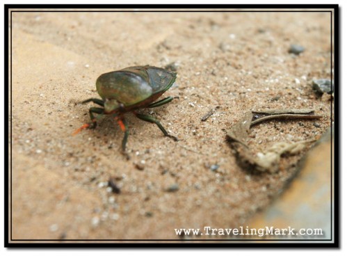 This Beetle Was About 2 Inches in Size - Huge