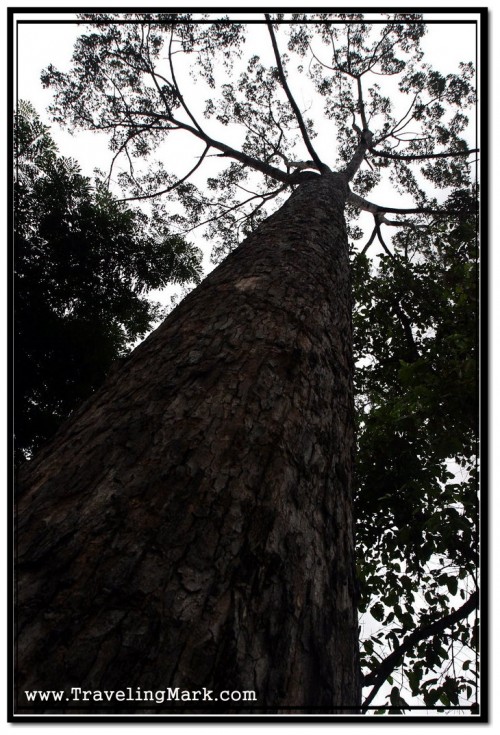 Photo of Large Tree On a Side of the Siem Reap River