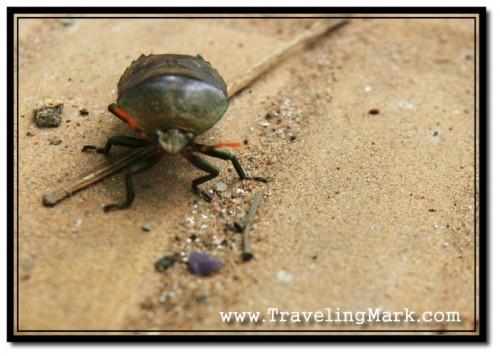 Looking Big Gnarly Bug in the Face with Wide Angle Lens Looking Big Gnarly Bug in the Face with Wide Angle Lens