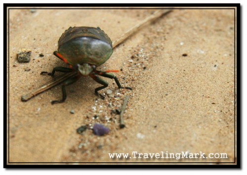 Looking Big Gnarly Bug in the Face with Wide Angle Lens