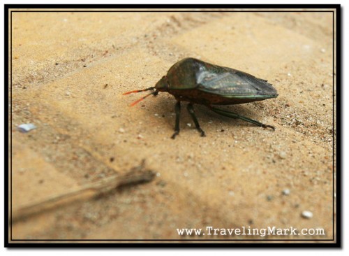 This Beetle Was Walking Down The Sidewalk in Siem Reap in Cambodia