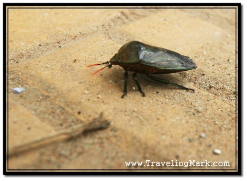 This Beetle Was Walking Down The Sidewalk in Siem Reap in Cambodia This Beetle Was Walking Down The Sidewalk in Siem Reap in Cambodia