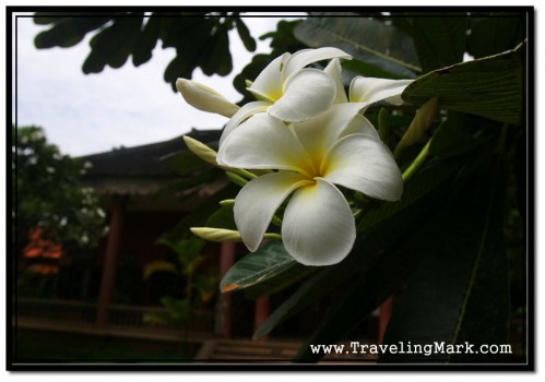 Photo: Blooming Tree in Front of Center for Khmer Studies Building Photo: Blooming Tree in Front of Center for Khmer Studies Building