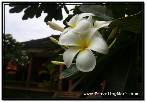 Photo: Blooming Tree in Front of Center for Khmer Studies Building