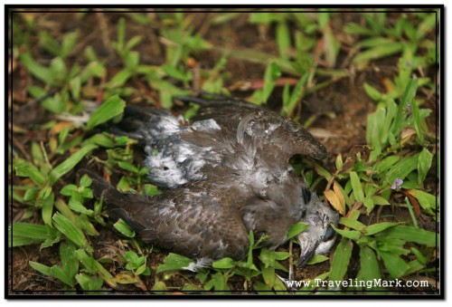 Dead Bird in Royal Independence Gardens - Some People Turn This into Business