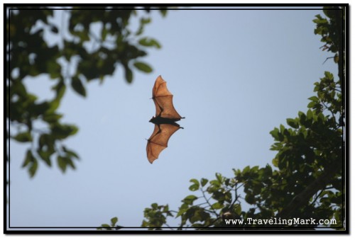 Photo of Flying Fox Fruit Bat Taken in Siem Reap During the Day