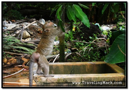 Photo: When He was Done with Banana, Monkey Picked Up Some Juicy Leaves to Flush it Down