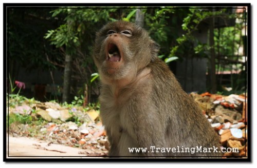 Photo: Monkey Kept Pulling Faces at Me to Show His Dismay Photo: Monkey Kept Pulling Faces at Me to Show His Dismay