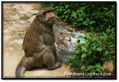 Photo: Monkey Turned to See if I'm Still Following Him Around Photo: Monkey Turned to See if I'm Still Following Him Around