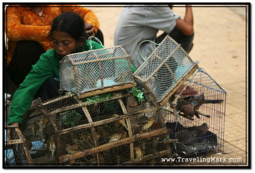 Some Cambodians Make Their Living by Capturing Wild Birds and Selling them at Shrines for Release by Buddhists