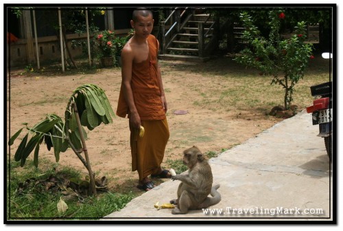 Photo: Young Monk and his Friend Monkey Share a Banana at Wat Damnak