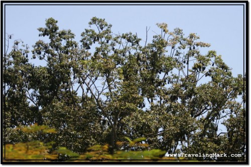 Photo: Thousands of Flying Foxes Dwelling Up High in Those Trees