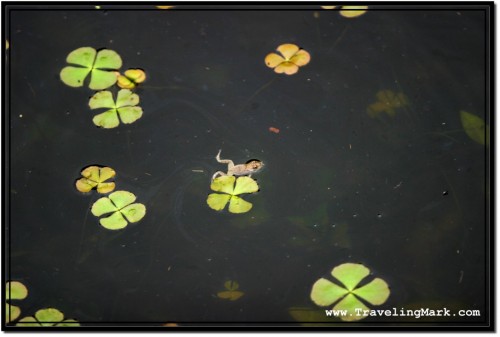 Photo: Little Frog Re-Surfaced from the Pond to Get Fresh Air