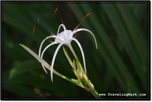 Photo: Lotus Flower Blooming in the Royal Independence Gardens in Siem Reap