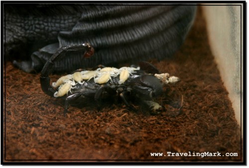 Photo: Lady Scorpion, Leader of the Pack of Emperors Carries Scorpion Babies on her Back After Giving Birth Photo: Lady Scorpion, Leader of the Pack of Emperors Carries Scorpion Babies on her Back After Giving Birth