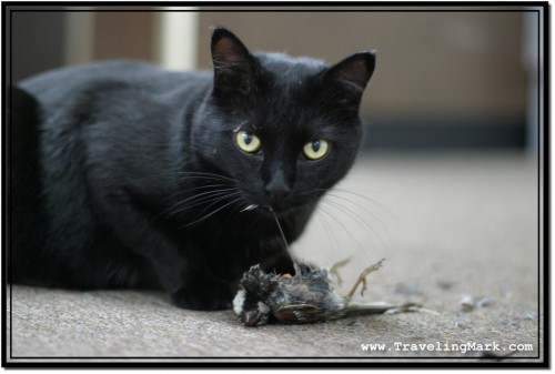 Photo: Being a Wild Cat, Shadow was an Excellent Hunter Who Always Brought Her Prey Home to Show What She Caught