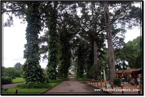 Photo: Tall Trees at Royal Independence Gardens in Siem Reap, The Dwelling of The Flying Foxes