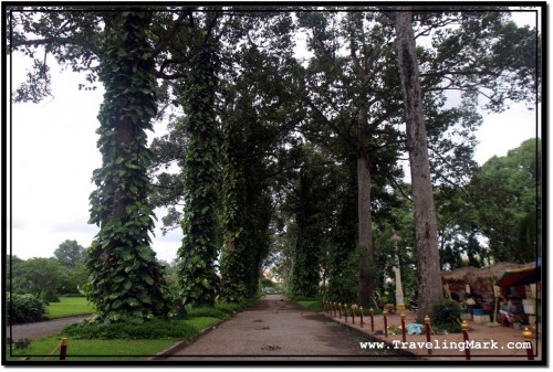 Photo: Tall Trees at Royal Independence Gardens in Siem Reap, The Dwelling of The Flying Foxes Photo: Tall Trees at Royal Independence Gardens in Siem Reap, The Dwelling of The Flying Foxes