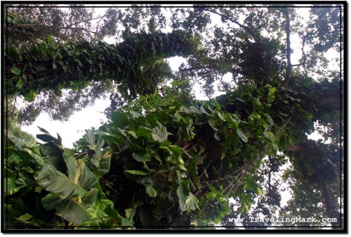 Photo: Trunks of Bat Trees Covered in Wild Growing Vegetation