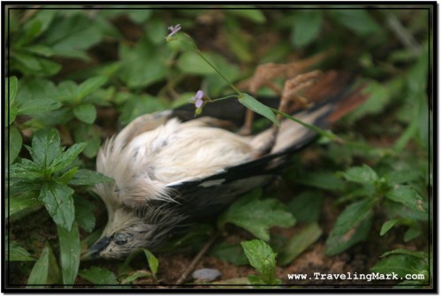 Photo: Real Cost of Selling Live Birds