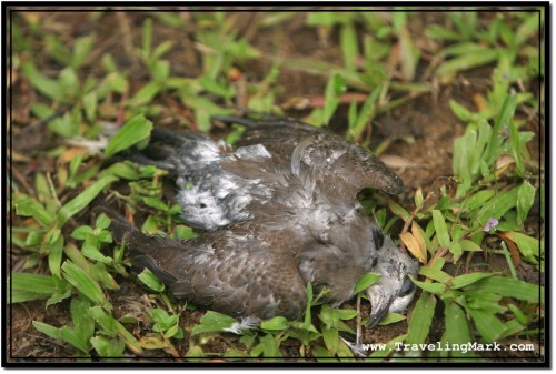 Photo: Live Birds for Sale is a Business of Death