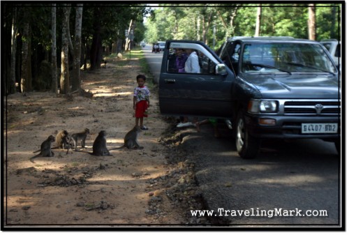 Photo: Stopped Car Diverts Monkeys Attention - Time For Me To Go
