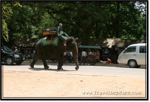 Photo: Elephants for Hire at Angkor Wat