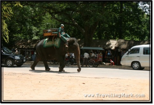 Photo: Elephants for Hire at Angkor Wat Photo: Elephants for Hire at Angkor Wat