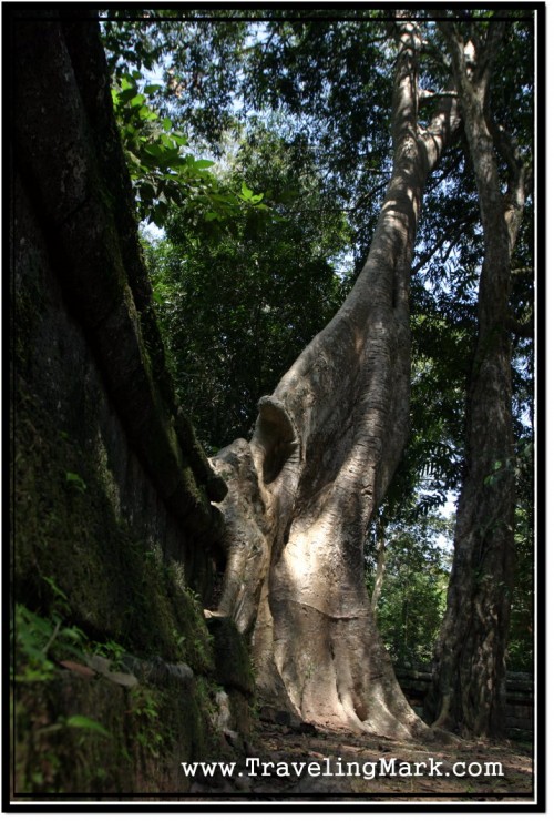 Photo: Huge Tree Growing on Top of Stone Wall at Vihear Prampil Loveng