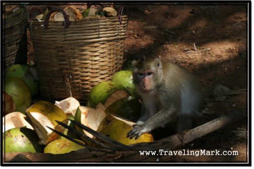 Photo: Monkey Munches on Young Coconut Shells at Angkor Wat