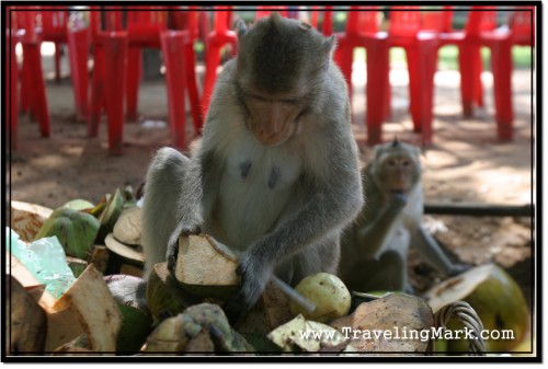 Photo: Angkor Wat Resident Monkeys Kept Me Company by Eating Coconut Leftovers