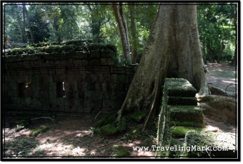 Photo: Monstrous Tree Growing On Top of Stone Fence Photo: Monstrous Tree Growing On Top of Stone Fence