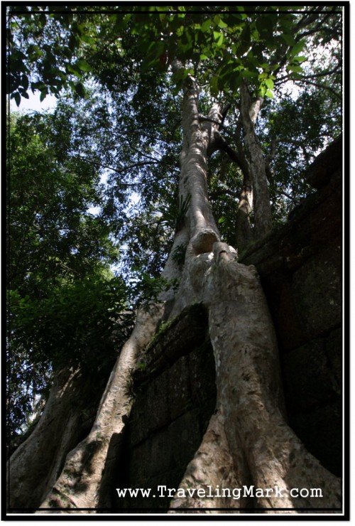 Photo: Roots of a Massive Silk Tree Wrapping Around Ancient Angkor Stones