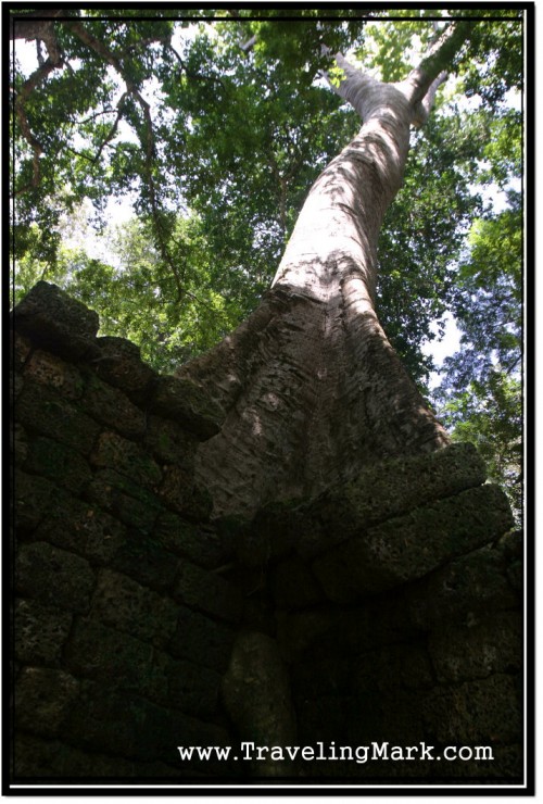 Photo: Huge Tree Growing Atop of Ancient Wall - The last Picture I Took Before Darting Off to Save my Arse