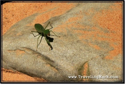 Photo: Praying Mantis Enjoying the Warm Rays of Cambodian Sun