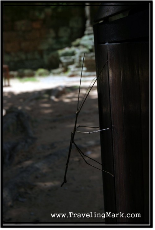 Photo: Very Stationary, Taking Pictures of Stick Insects is Easy Photo: Very Stationary, Taking Pictures of Stick Insects is Easy