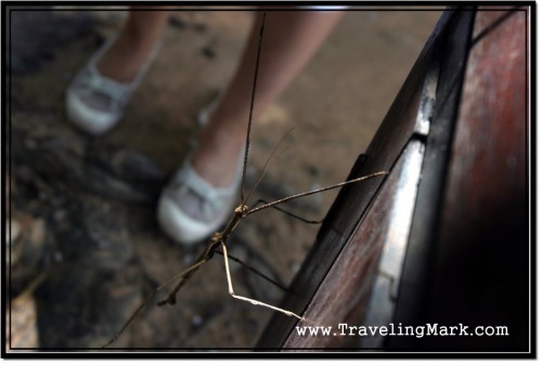 Photo: Do Birds Feed on Stick Insects or Who Is Their Adversary (Aside from Humans)? Photo: Do Birds Feed on Stick Insects or Who Is Their Adversary (Aside from Humans)?