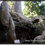 Photo: Parts of Ta Prohm Temple Collapsed Under the Weight of Big Trees