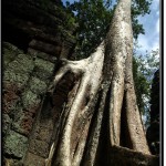 Photo: Giant Tree Growing on Top of the Wall at Ta Prohm