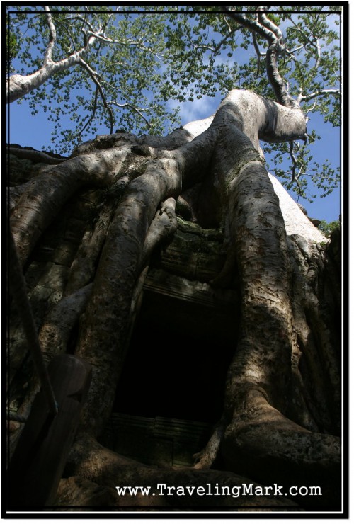 Photo: Spot at Ta Prohm Offering Greatest Photo Opportunities Photo: Spot at Ta Prohm Offering Greatest Photo Opportunities
