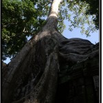 Photo: Monstrous Trees Growing on a Gallery of Ta Prohm Temple