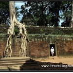 Photo: This Platform was Built so People Can Take Photographs Before the Scenic Tree Wall