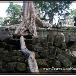 Photo: Roots Over Collapsed Walls of Ta Prohm