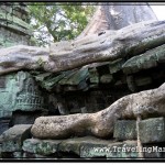Photo: Tree Roots at Ta Prohm Temple Crawling Over Stones like Snakes