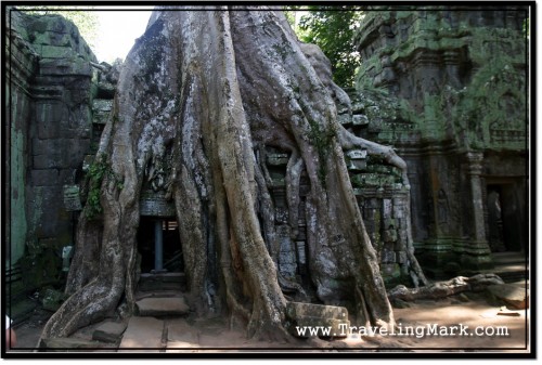 Photo: Ta Prohm Stone Structure Engulfed by a Tree