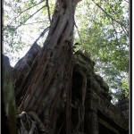 Photo: Jungle Lianas Growing Over Trees Growing Over Ta Prohm Temple