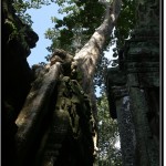 Photo: Tree Growing Over Ta Prohm Entrance Gate