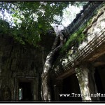 Photo: Tree Roots Cascading Down the Walls of Ta Prohm Temple