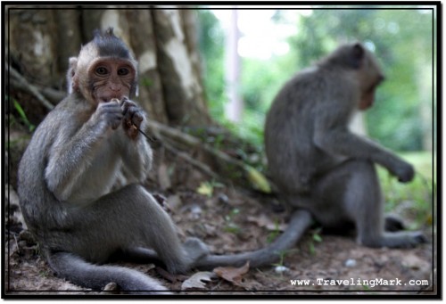 Photo: Angkor Thom Monkeys Feeding on Food from Humans