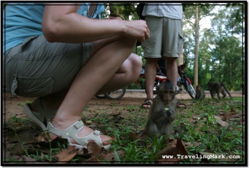 Photo: Visitors to Angkor Thom Feeding Wild Monkeys